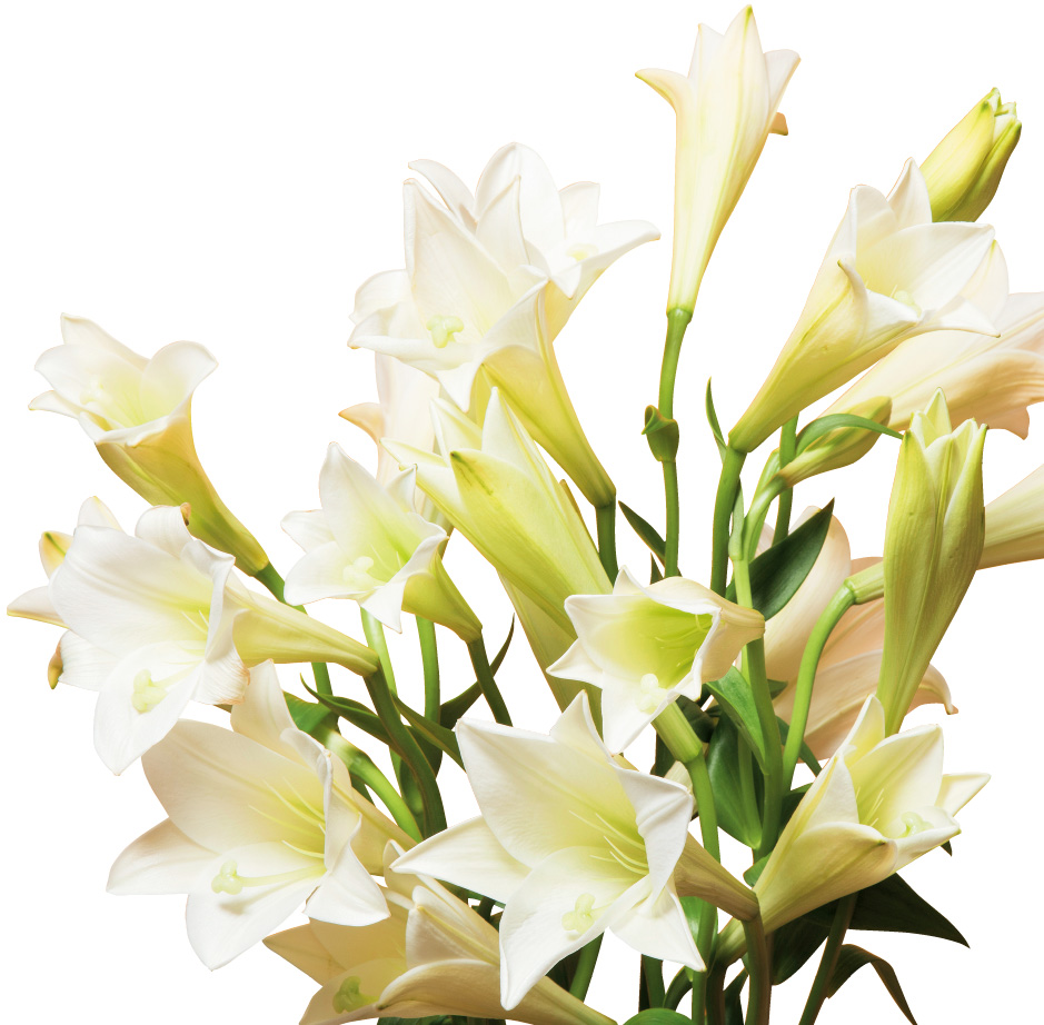 シンテッポウユリ