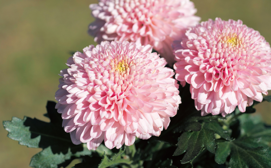 ディスバットマム