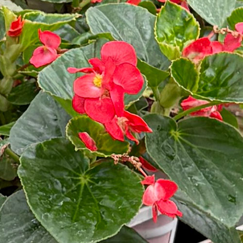 リーガスベゴニア