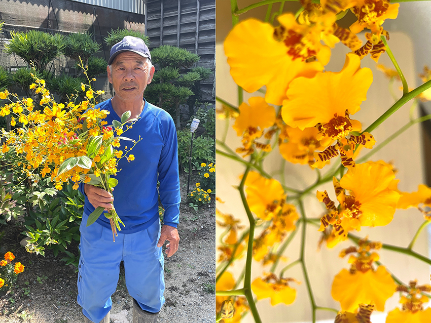 糸島の花農家でオンシジウムのオリジナル品種を見てきました！
