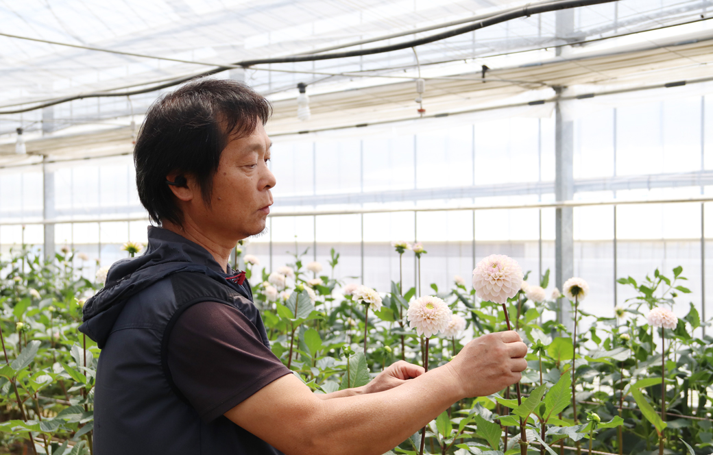 福津市のダリア生産者、辻野さんを取材しました！